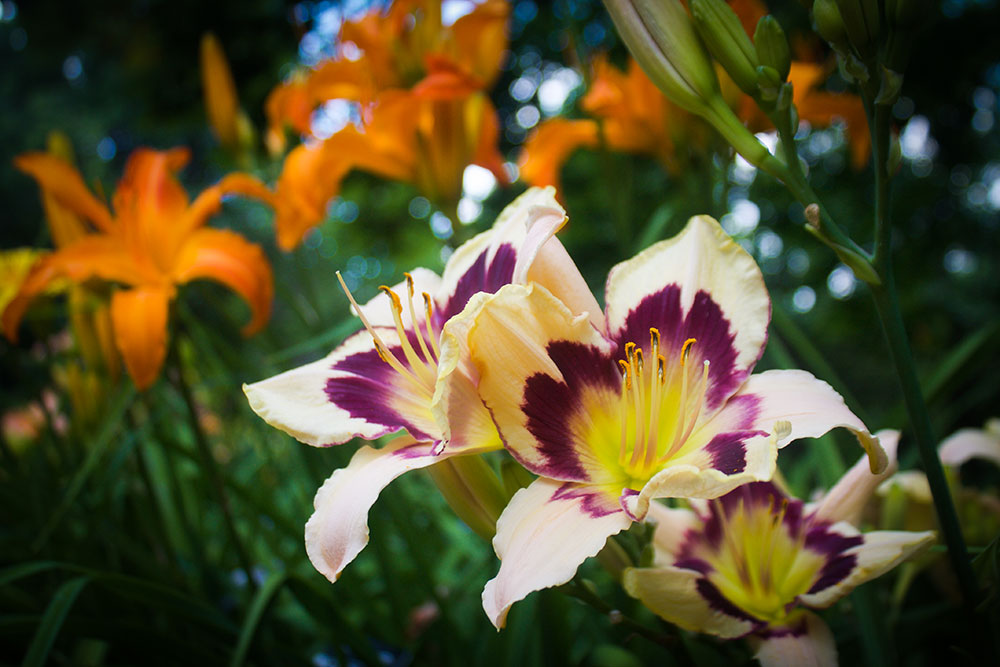 Gardens & Conservatories